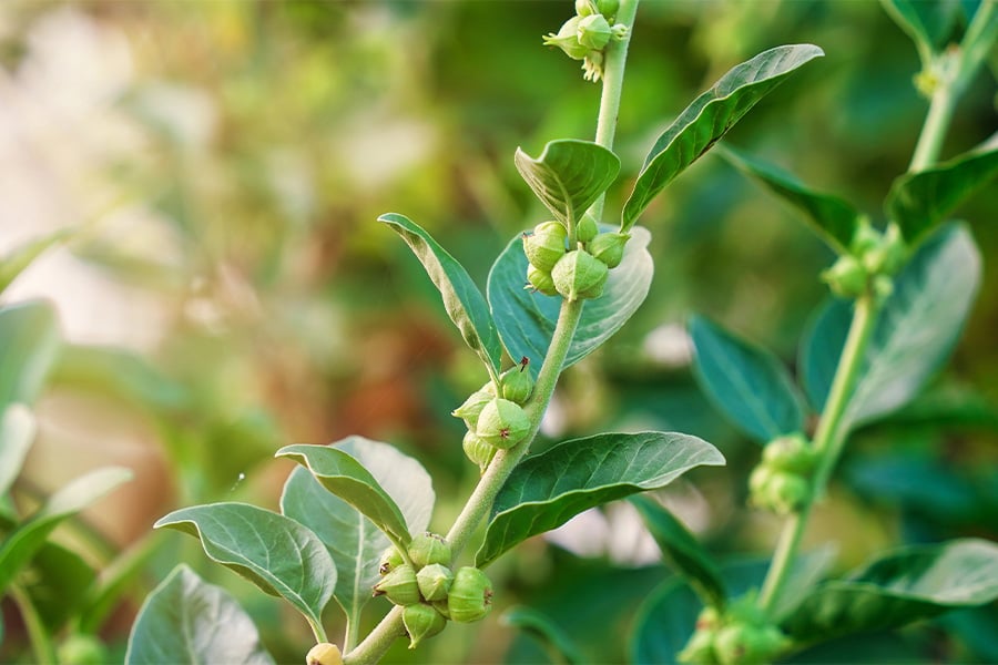 Как да изберем най-добрата ашваганда.