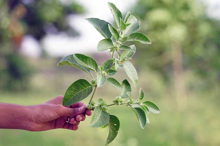 какво лекува ашваганда