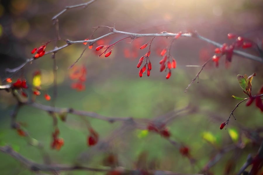 берберин с хром