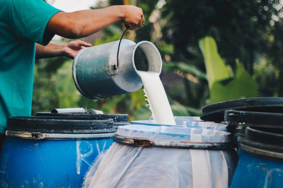 Сурово мляко - какви са рисковете? 11 сурово мляко