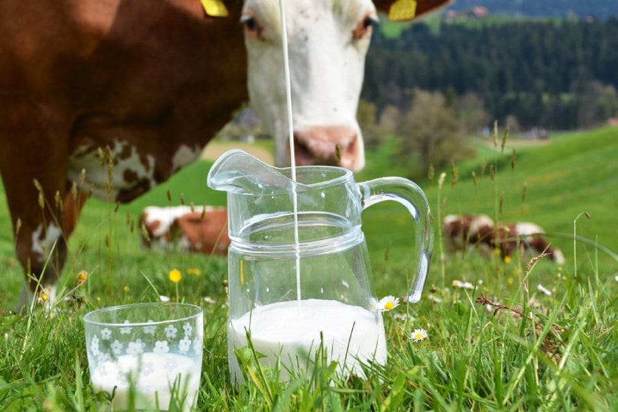 Сурово мляко - какви са рисковете? 10 сурово мляко, крава, мляко