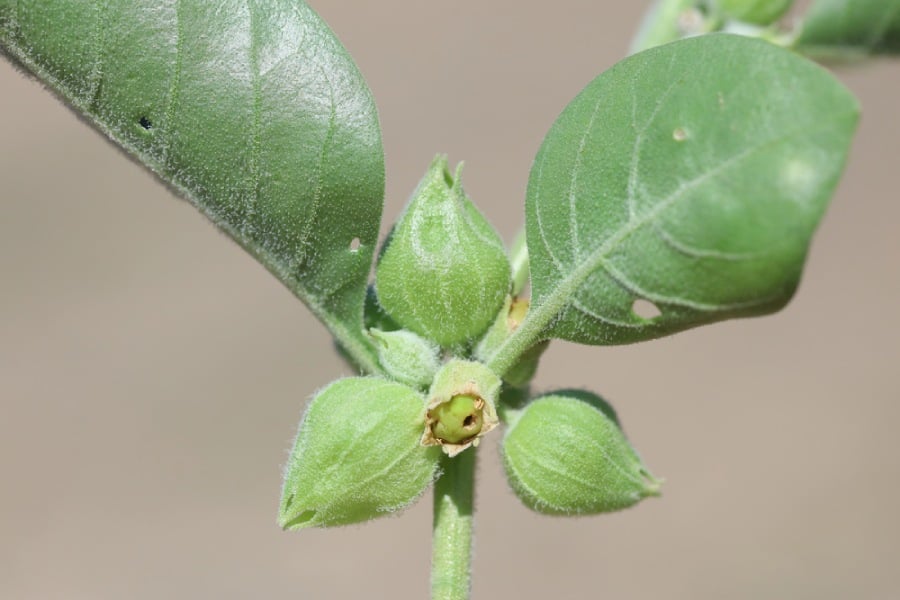 ашваганда и Хашимото