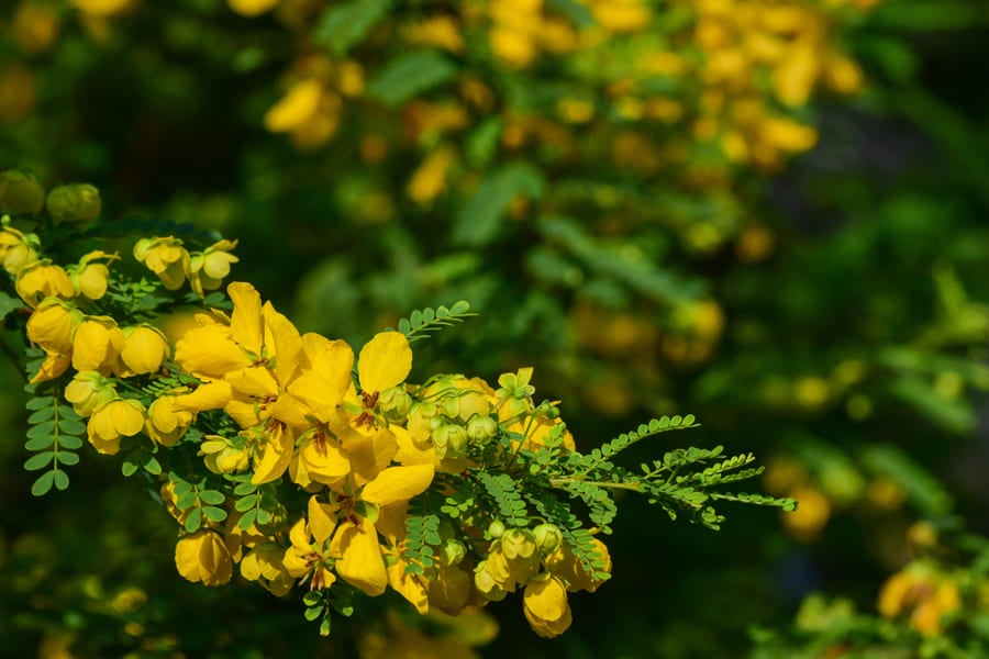 Майчин лист