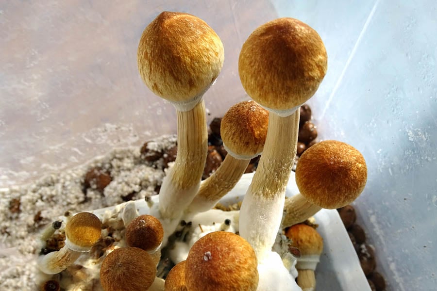 халюциногенни гъби