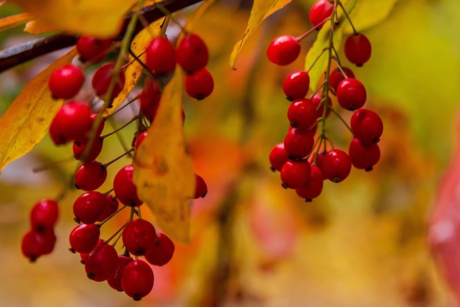 Сваляне на кръвна захар с лимон и берберин.