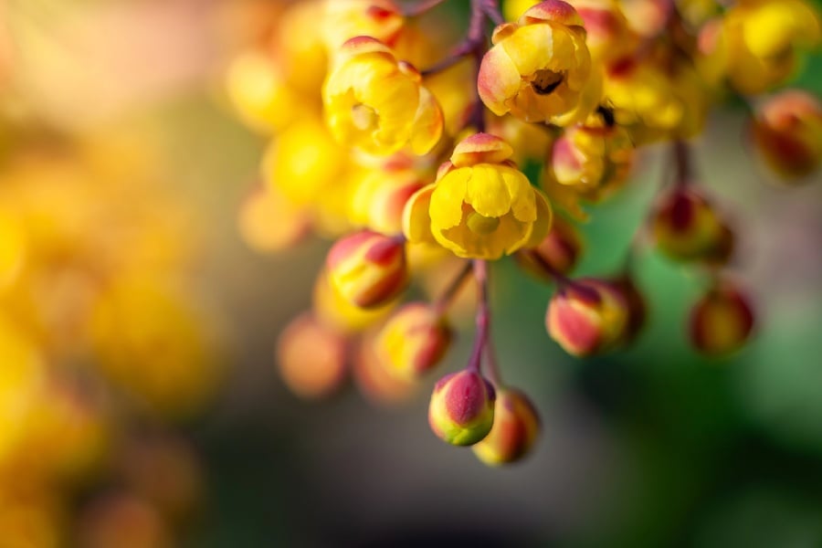 Берберин за кръвна захар и метаболизъм - как влияе 6 берберин за кръвна захар