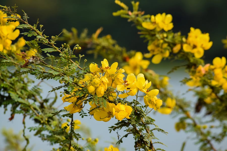 Майчин лист.