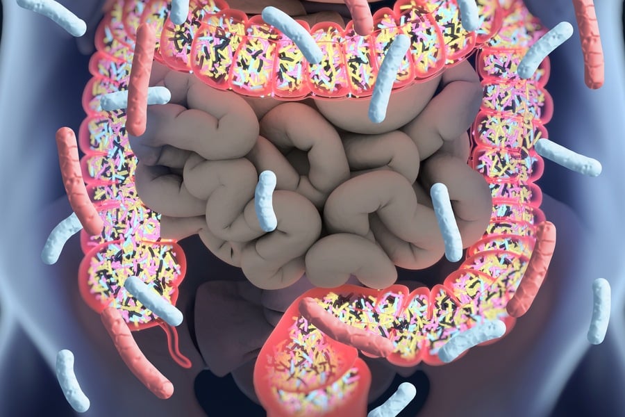 Чревни бактерии