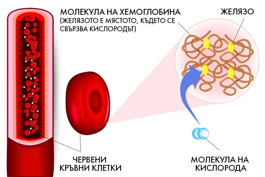 Недостиг на желязо в организам