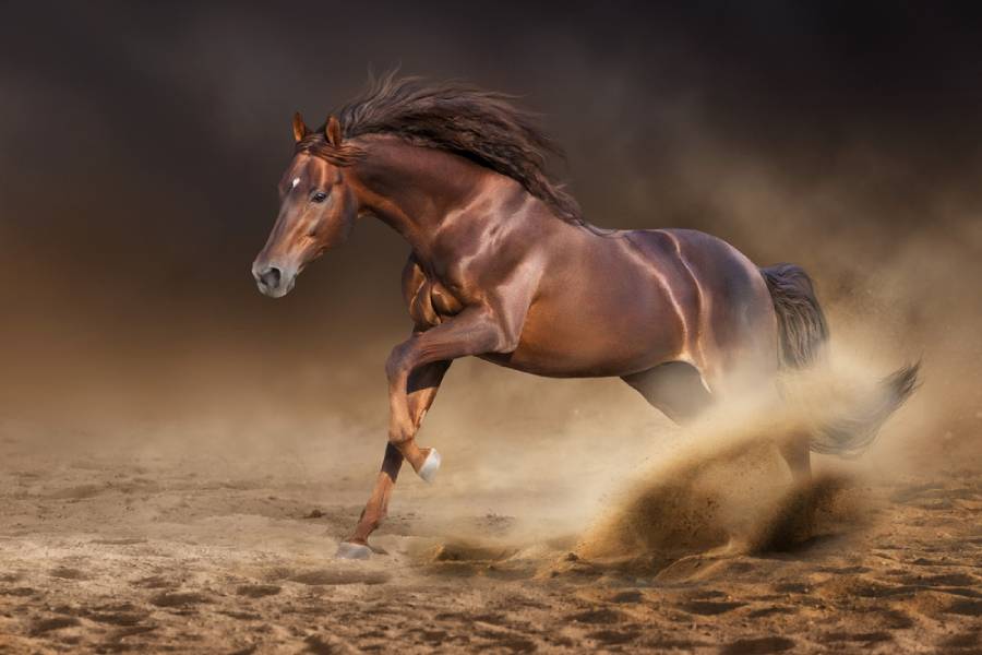 2026 е година на Огнения кон - какво да очакваме? 5 година на огнения кон