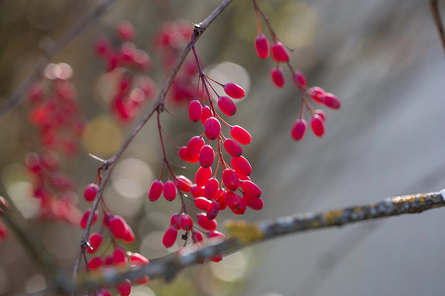 Има ли берберин странични ефекти? 8 Берберин странични ефекти.