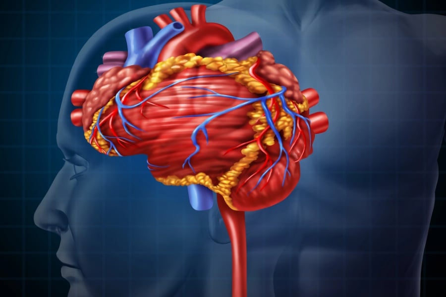 Връзка между сърце и мозък