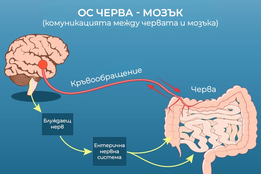 Оста черва - мозък, хронична тревожност